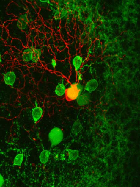Two-photon microscope image of a direction-selective cell in a mouse retina (the cell and its dendritic tree are in red) and the starburst (green) cells surrounding that mediate the computation of motion direction