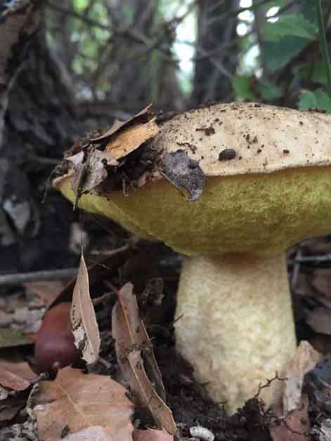 Orenia fungi