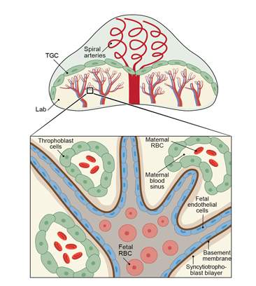 Fluid-filled structures in the placenta: maternal and fetal blood vessels and embryo-derived trophoblast cells infiltrating the mother's vasculature