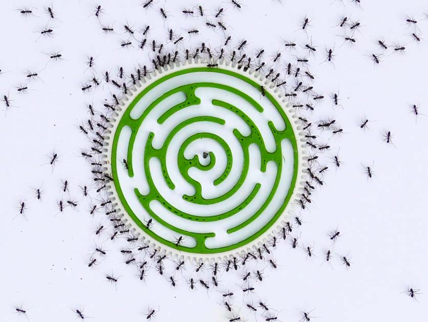 Ants vs. Humans: Putting Group Smarts to the Test – Space & Physics | Weizmann Wonder Wander