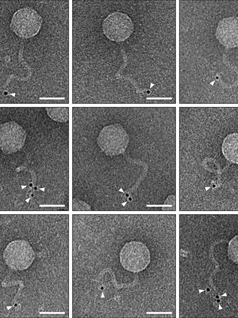 An electron microscope view of phages duplicated inside bacterial cells that possess the immune system discovered in the new study. This immune system attaches a ubiquitin-like protein (marked by black dots and white arrows) to the tails of these phages, preventing them from infecting other bacterial cells