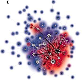 Associations between bacterial species in the gut microbiota of “humanized” mice. A spring graph in which nodes correspond to significant relationships between “species”-level, and edges correspond to the top 300 nonlinear relationships. Node size is proportional to the number of these relationships between species relationships, black edges represent relationships explained by diet, and node glow color is proportional to the fraction of adjacent edges that are black (100% is red, 0% is blue)