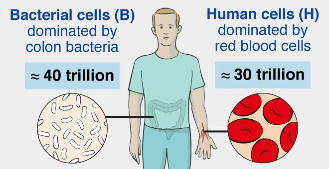 Germs, Humans and Numbers - Life Sciences - News, Features and