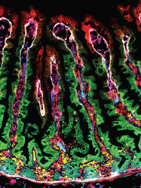 An image of tissue from the human small intestine obtained with the help of fluorescent dyes that made it possible to mark numerous proteins in parallel, thereby mapping out the various proteins produced in each part of the intestinal villi