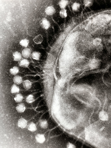Bacteriophages attacking a bacterium. Source: Prof. Graham Beards