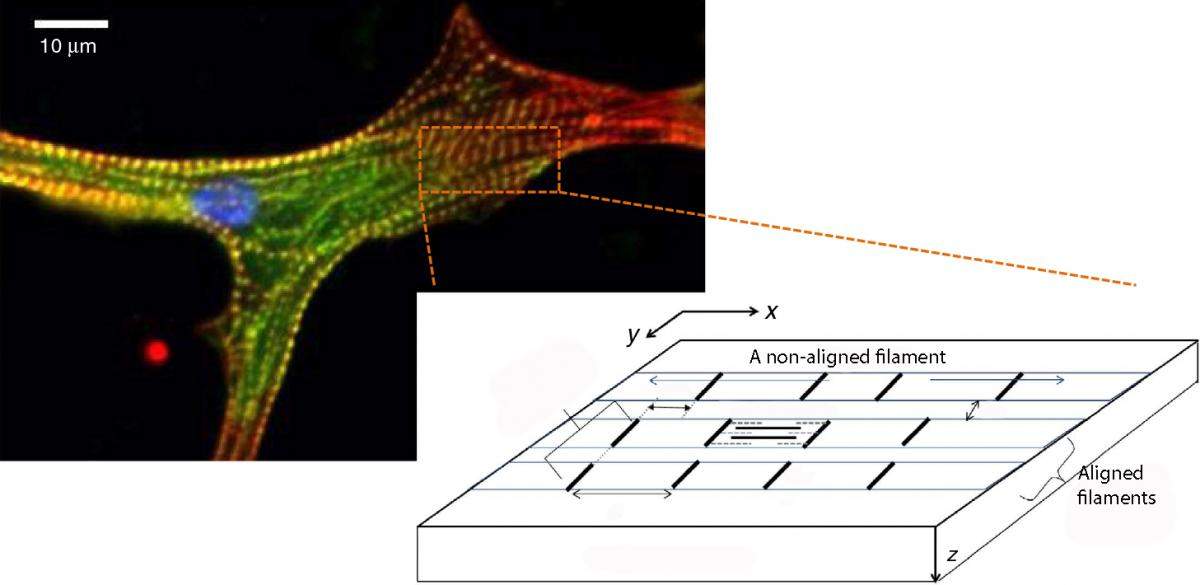 A chicken heart muscle cell under a fluorescent microscope; the filaments consist of repeated subunits (bright dotted lines). The schematic representation shows three neighboring filaments; the black lines are the boundaries of their subunits, such that the lower filament is aligned with the middle one, while the upper one is not