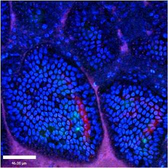 Live two-photon microscopy of the small intestine