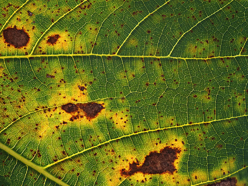 Bacteria and Plants Fight Alike - Life Sciences | Wander - News, Features and Discoveries