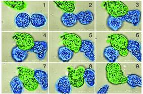 Step by step documentation of "midwife"-assisted amoeba reproduction