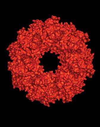 Structure of GroEL, a barrel-shaped molecular machine found in bacterial cells that helps proteins fold; from the lab of Profs. Gilad Haran and Amnon Horowitz