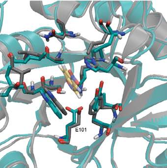 The enzyme’s structure (blue), revealed via X-ray crystallography, closely matches its computer design (gray). The yellow structure in the center is the substrate molecule the enzyme acts upon