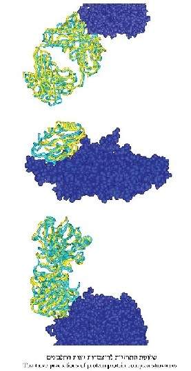 The three predictions of protein-protein complex structures.