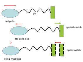 Top: The cell pulls to maintain a fixed stretch in the gel. Middle: If the gel is externally stretched, the cell can reduce the force it exerts. Bottom: If the gel is alternately stretched and relaxed, the frustrated cell cannot "decide" how much force to exert. This results in the cell orienting perpendicular to the stretch direction
