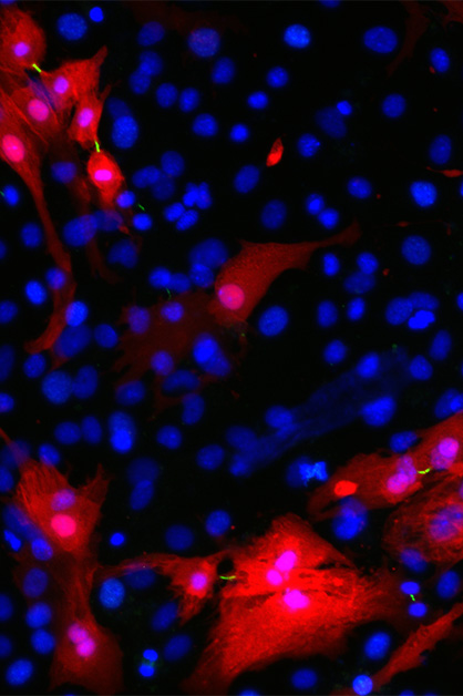 התחדשות רקמת לב תחת המיקרוסקופ. בתמונה ניתן להבחין בפסים דקים ירוקים המסמנים את חריצי ההתלמה (cleavage furrows) הנוצרים בין תאי שריר הלב (באדום) המתחלקים