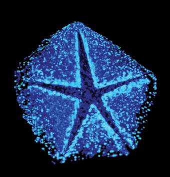 DNA invades the host cell through a star-shaped opening