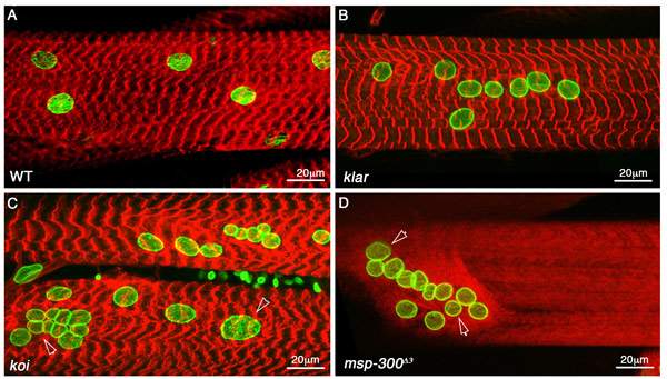Muscle fibers of a fruit fly larva viewed under a confocal microscope: A normal fiber has normally-shaped, properly distributed nuclei (A), whereas the nuclei of fibers with mutated MSP-300 or its interacting proteins Klar and Klaroid are distorted and distributed abnormally (B, C and D)