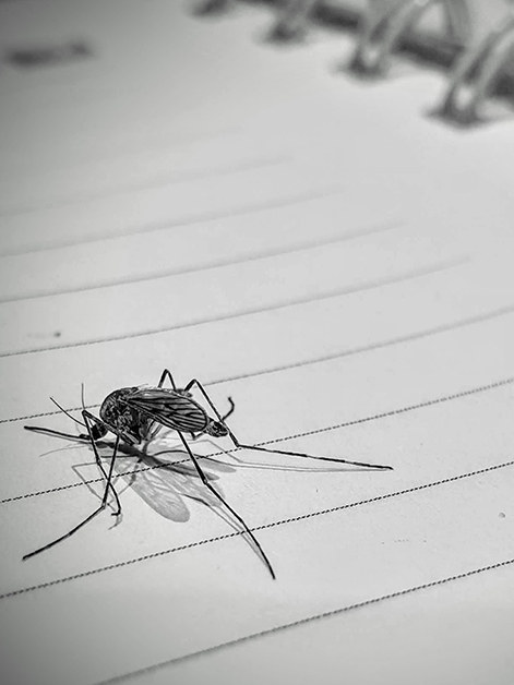 A mosquito on a notebook. Photo by Dr. Jonas Wietek 