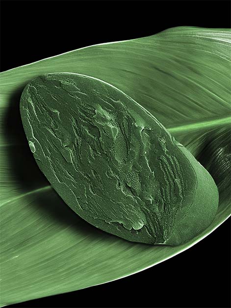 A cryo-scanning electron microscope image of a freeze-fractured chloroplast, cropped from the surrounding tissue, providing a view into the photosynthetic membranes and the protein complexes embedded within them