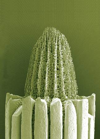 Scanning electron microscope image of a sea urchin spine undergoing repair after breakage.