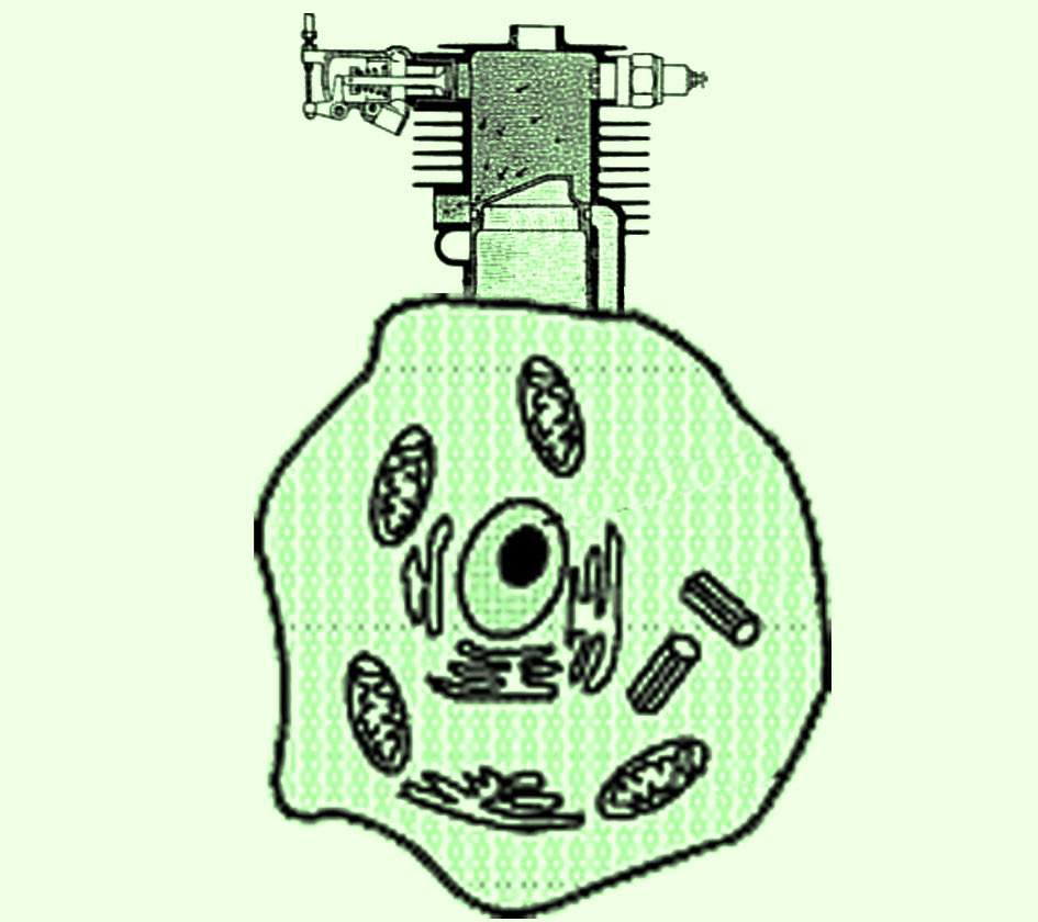 cellular steam release valve