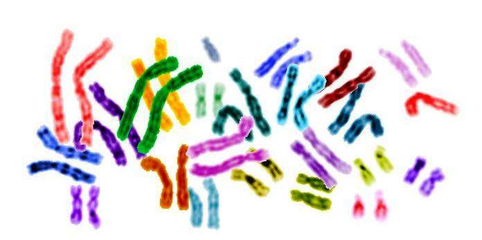 Chromosome pairs: Does doubling them help or hurt? Image: Wikimedia commons