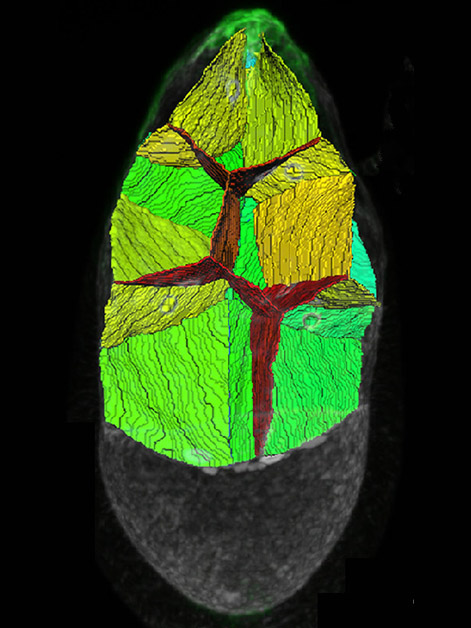 שחזור ממוחשב של מבנה המקטע בעובר זבוב הפירות שאותו חוצים "תאי גבול" (מסומנים בירוק, בקצה השמאלי) משמאל לימין