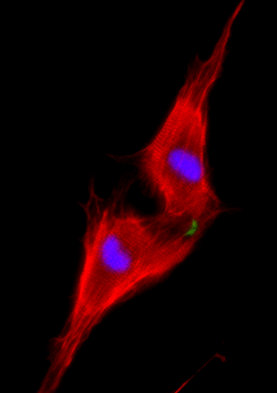 Two neonatal cardiomyocytes (stained red) undergoing cell division after treatment with NRG1. From the work of Prof. Eldad Tzahor