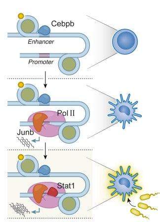 Regulatory factor hierarchy: The highest level (top) determines a cell’s basic identity; the second (middle) shapes its properties; the third (bottom) activates genes according to changing conditions