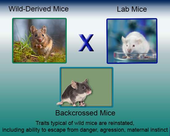 backcrossing wild-derived mice with lab mice infographic