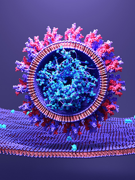 Illustration of SARS-CoV-2 attaching to an ACE2 receptor located on the host cell's membrane. Source: Shutterstock