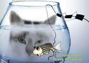Cover illustration: the zebrafish stress response