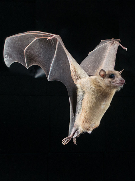 The Egyptian fruit bat