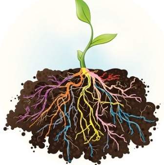 colorful roots