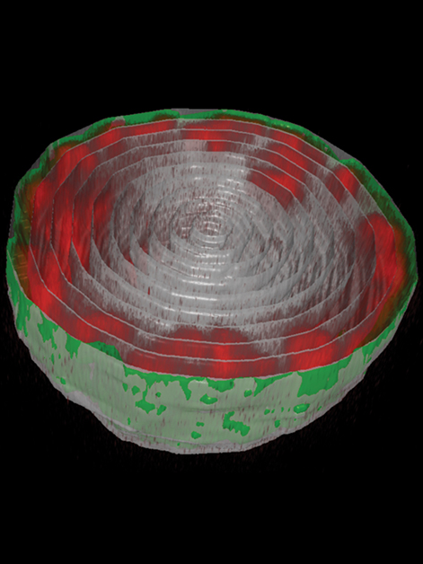The nucleus of a fruit fly larva’s muscle cell. The long chains of DNA (red) are attached to the nuclear lamina (green) – the inner layer of the nuclear membrane 