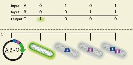 NOR logic gate. If two transcriptionfactors are missing, green light is emitted