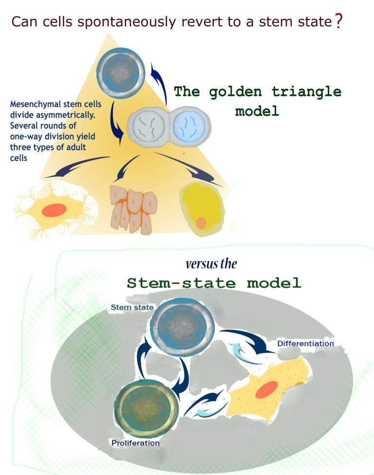stem state infographic