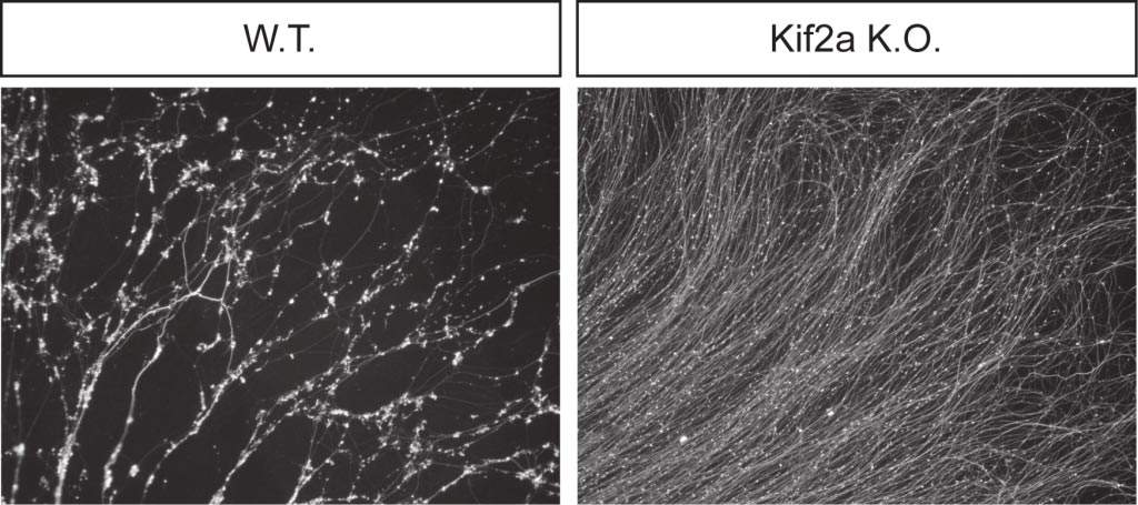 Sensory axons induced to prune by trophic withdrawal in vitro: While wild-type axons degenerate (left), axons that lack KIF2A remain intact