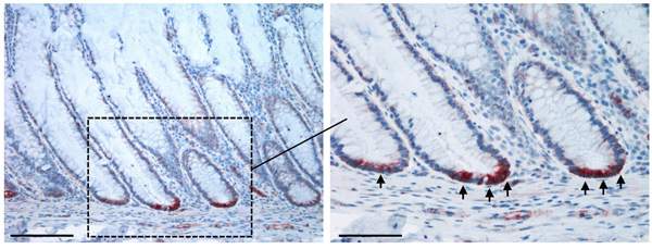 Normal human colonic crypts. SMOC-2 expression (red) in the colonic stem cells demonstrates that these cells are localized in the bottoms of the crypts. Bars represent 100 micrometers (left) and 50 micrometers (right)