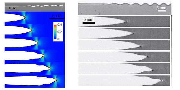 (l) A sequence of snapshots revealing the onset of the wavy (oscillatory) instability of ultra-fast cracks as obtained from numerical solutions of the new theory, in quantitative agreement with experiments. (r) An experiement in brittle polyacrylamide gel agrees with the theory. The experiment was performed in the laboratory of Prof. Jay Fineberg of the Hebrew University of Jerusalem 