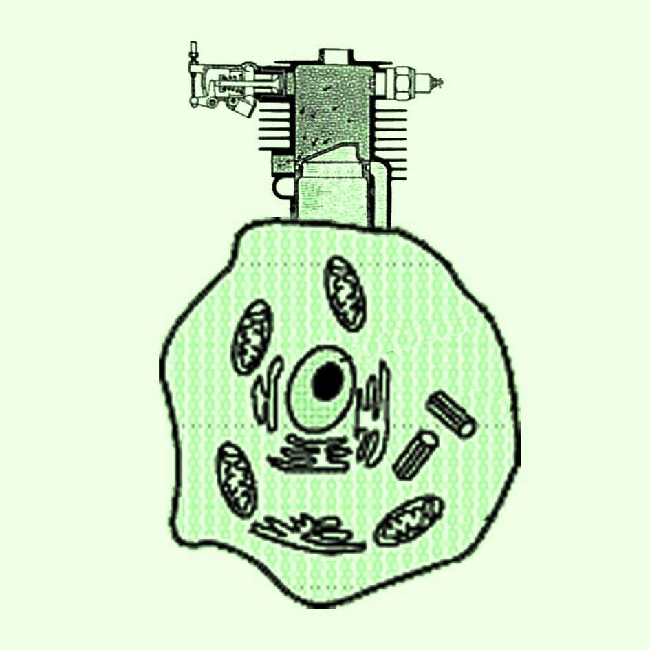 cellular steam release valve