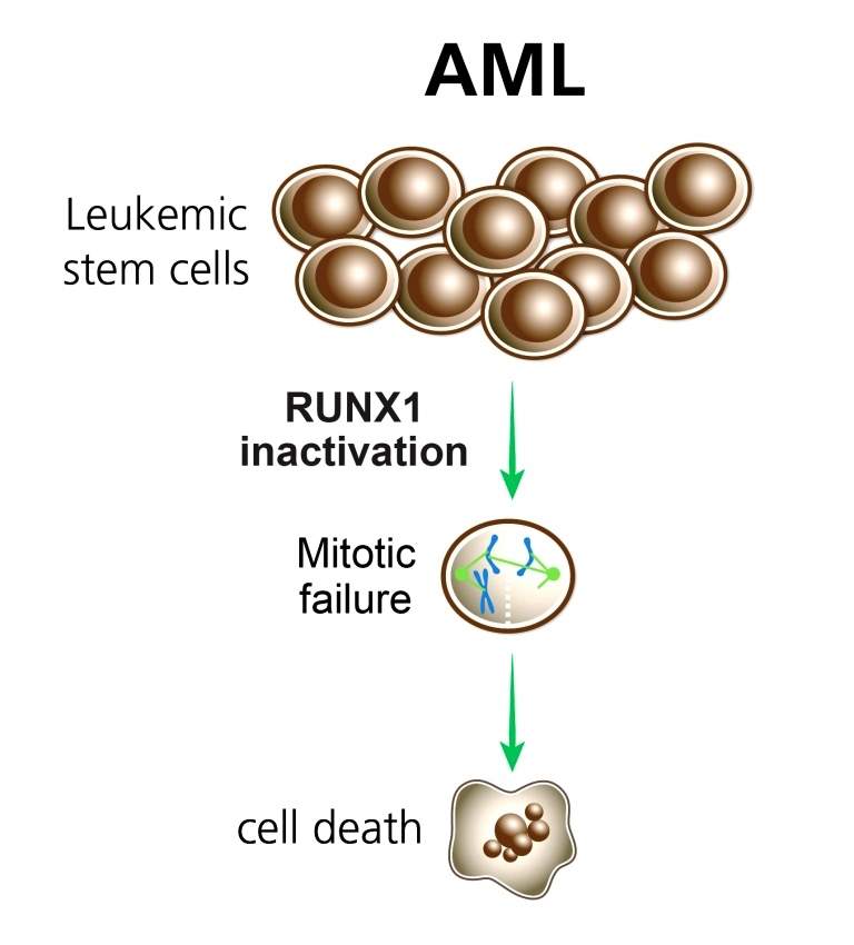 Pre-leukemic stem cells (top) with both mutated and healthy copies of the RUNX1 gene already display some of the characteristics of acute myeloid leukemia (AML). When the non-mutated copy of the gene is inactivated, disruptions in the spindle-assembly-checkpoint phase of cell division trigger cell death