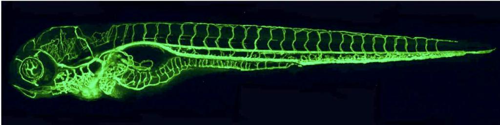 Microscope image of embryonic zebrafish blood vessels