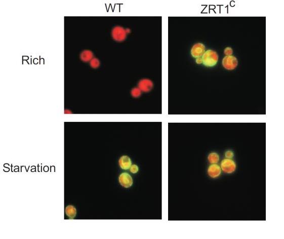 Wild type yeast cells (l) exhibit changes in the membrane pump proteins under different nutrient conditions, while yeast engineered to avoid repressing one transporter type (r) show no change