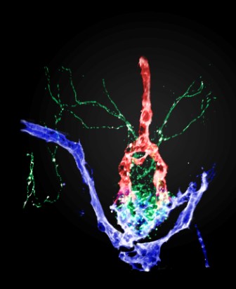Three-dimensional structure of the neurohypophysis in a zebrafish embryo (the nerve fibers and blood vessels are genetically tagged with fluorescent proteins). This brain area provides an interface between nerve cells (green), arteries (purple) and veins (red)