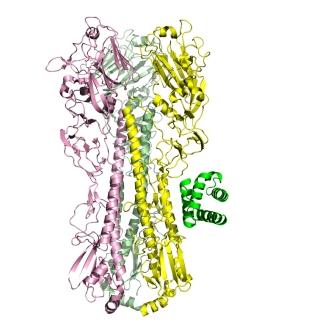 The molecular structure of Spanish flu protein (hemagglutin) bound to a computationally designed protein (green). The designed protein binds the viral protein tightly and with high specificity, blocking the protein's function and neutralizing viral infectivity