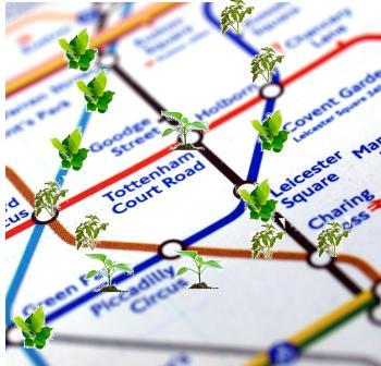 Tube map for plants
