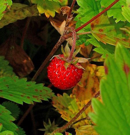 Woodland strawberry. Image courtesy of H. Zell, Wikimedia commons