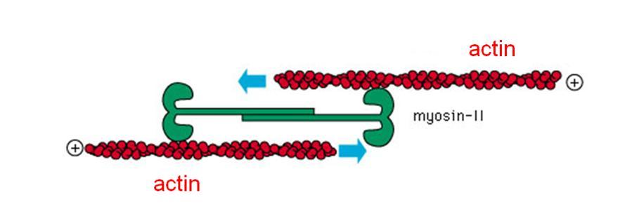 Актин и миозин рисунок