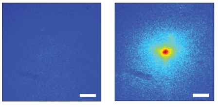 Fluorescence created by a flash of laser light passing through a ½ mm piece of bone before (l) and after (r) application of the algorithm to focus the beam to a single point