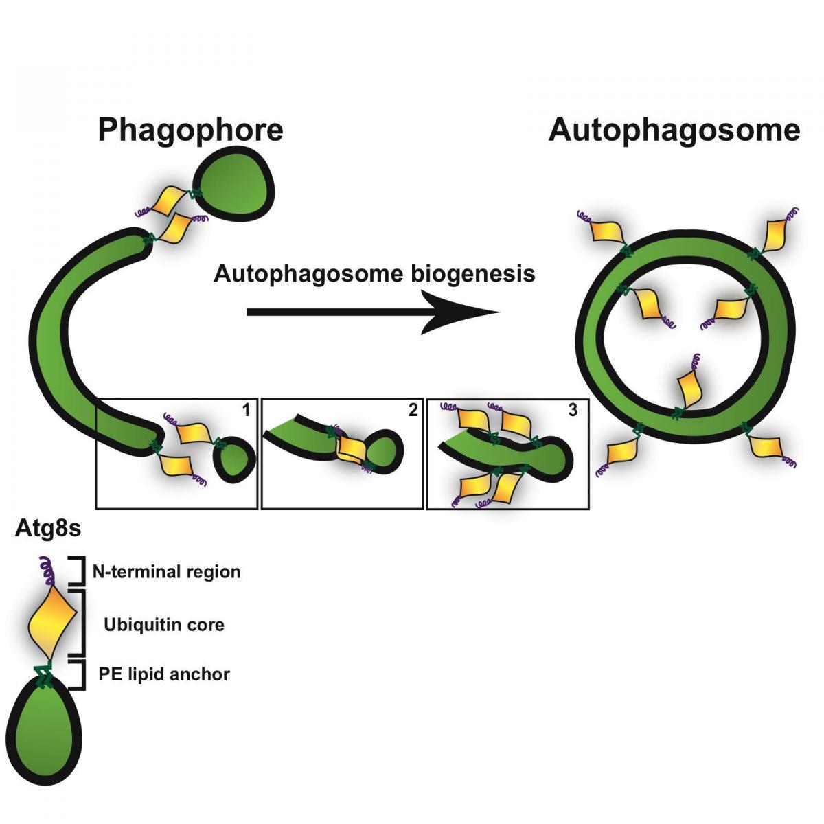 Early stages of autophagosome formation
